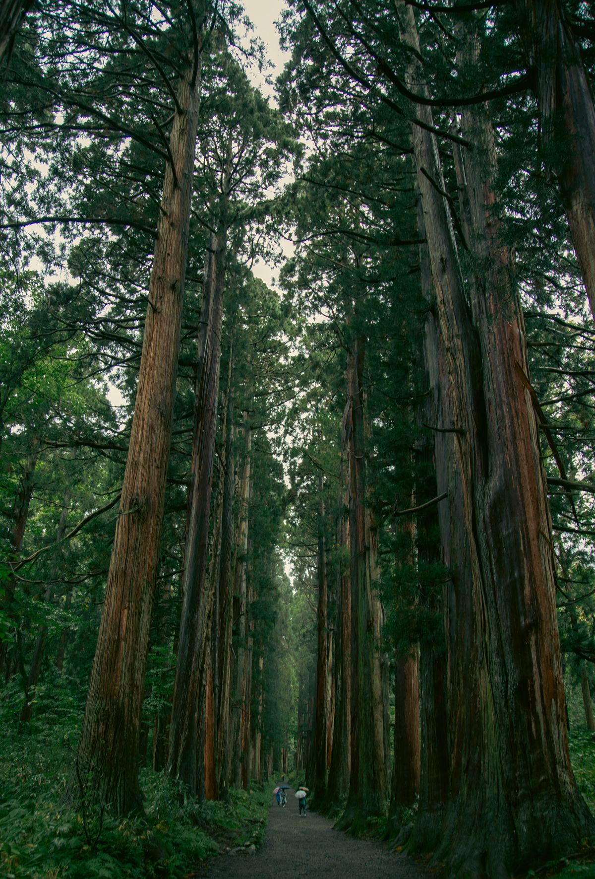 An avenue of centuries-old cedars lining the pilgrim path at Dewa Sanzan