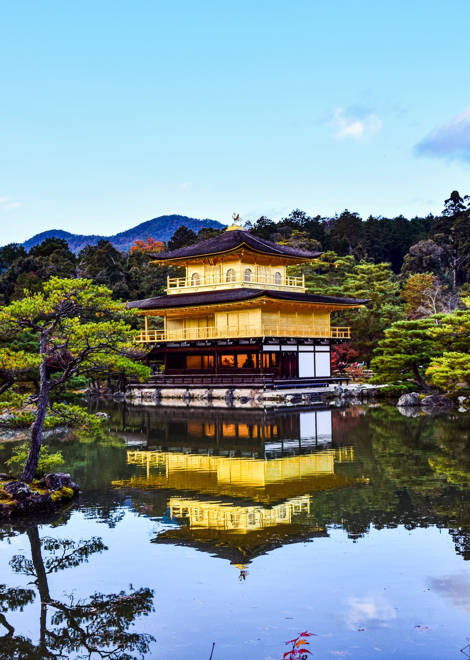 The Rikushu pine and the Golden Pavilion seen from the pond edge, Kinkaku-ji