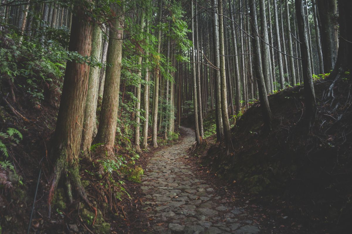 A stone pilgrim path through cedar forest on the Kumano Kodo