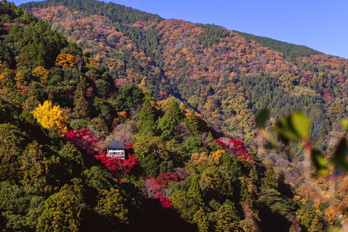 Autumn colour on the mountains above the Nagara river valley in Gifu