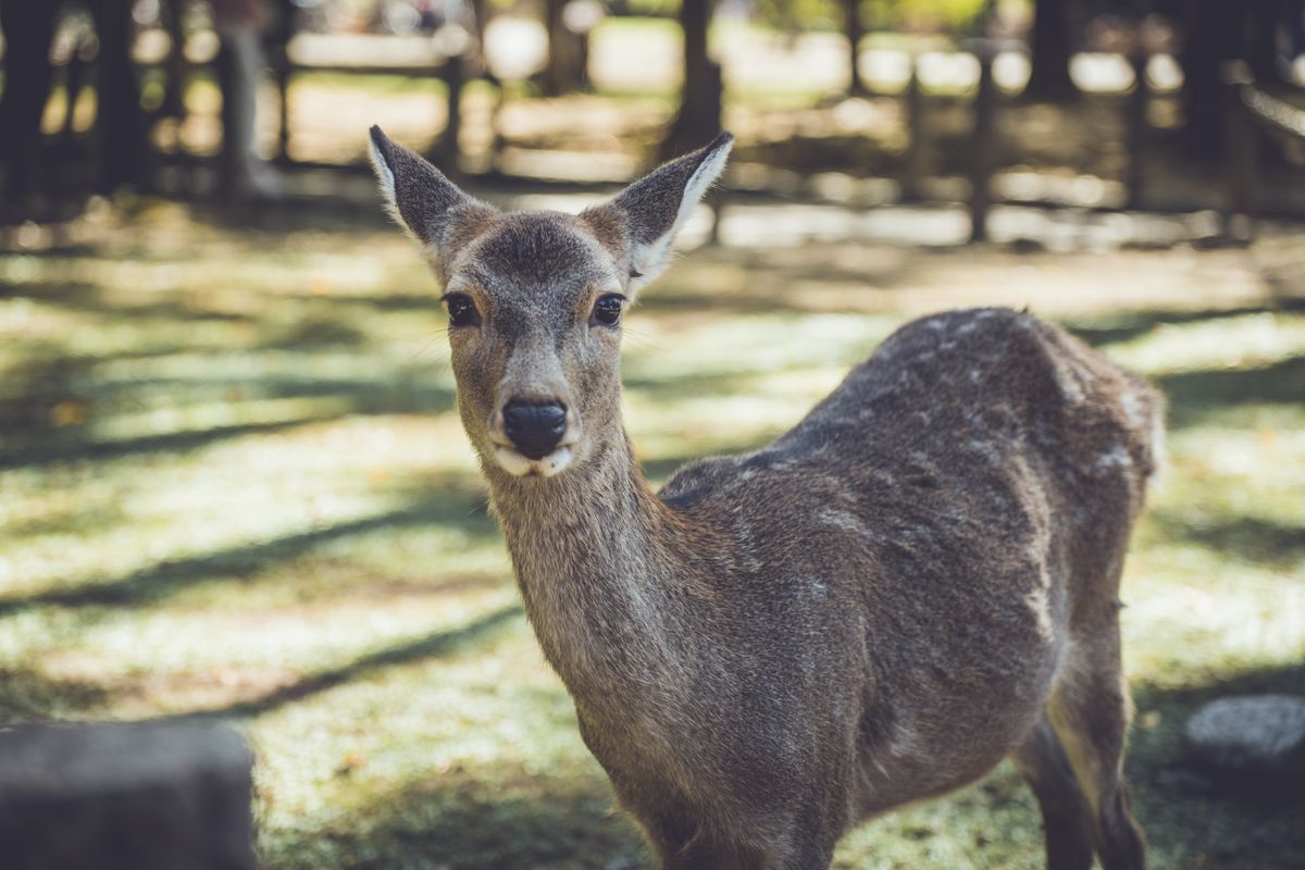 A sika deer standing in dappled sunlight on the grass of Nara Park